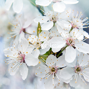 Spring flavour by Cristina Garganciuc - Flowers Flowers in the Wild