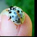 Lady bug / lady bird beetle