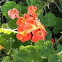 Nasturtium