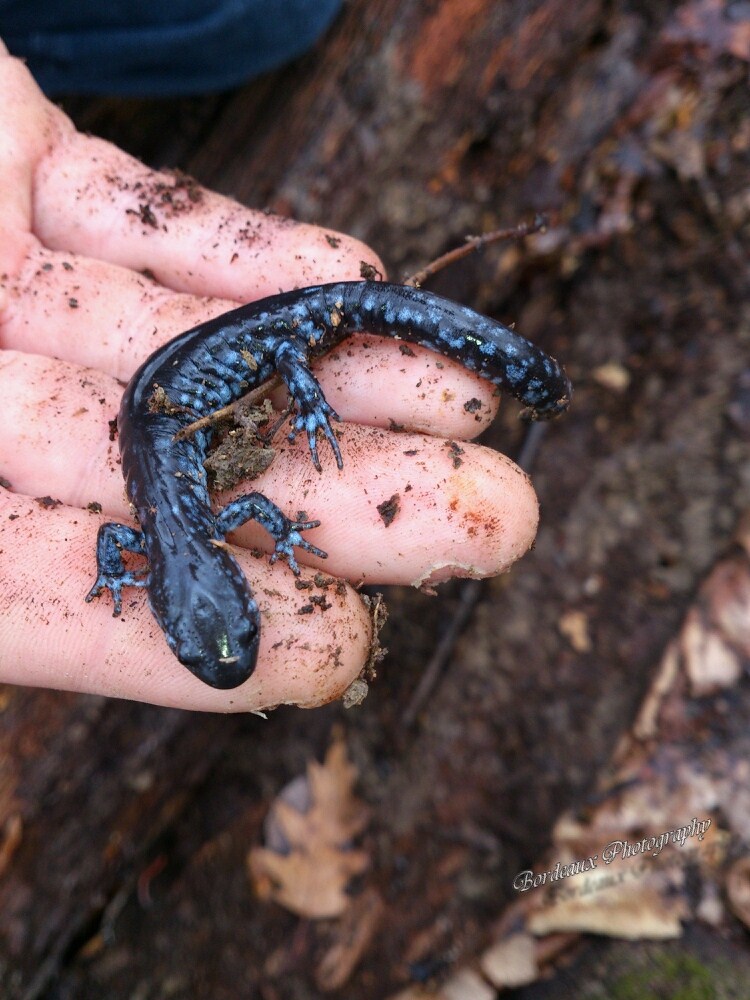 Blue-spotted Salamander
