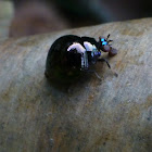 Beetle-backed fly