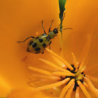 Western spotted cucumber beetle