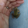 Southern Leopard Frog