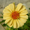 Zinnia (Ζίνια)