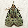 Marbled-green Leuconycta