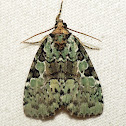 Marbled-green Leuconycta