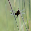 widow skimmer female
