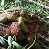 Eastern American Toads