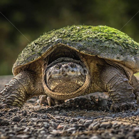 Helped an Old Guy Across The Road Today by TJ Champagne - Animals Reptiles