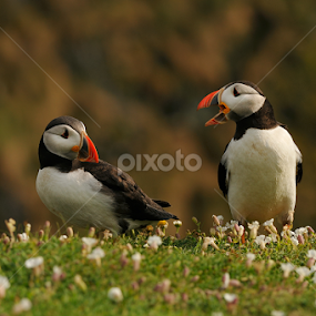 Yeah Right!! by Harry Eggens - Animals Birds