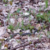 Ribbon Garter Snake