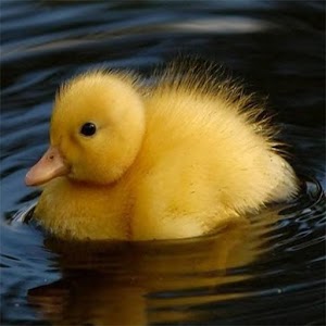 Duck Wallpapers.apk 6.2