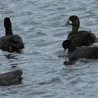 Lesser Scaup (and friends)(female)