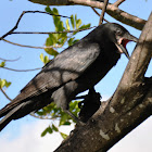 Torresian Crow