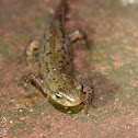 Bosca's newt