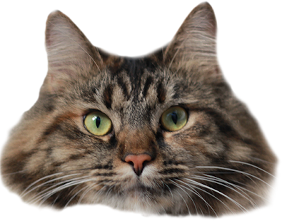 How to install Cat Box 1.0 unlimited apk for pc