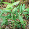 Blueberry Plant