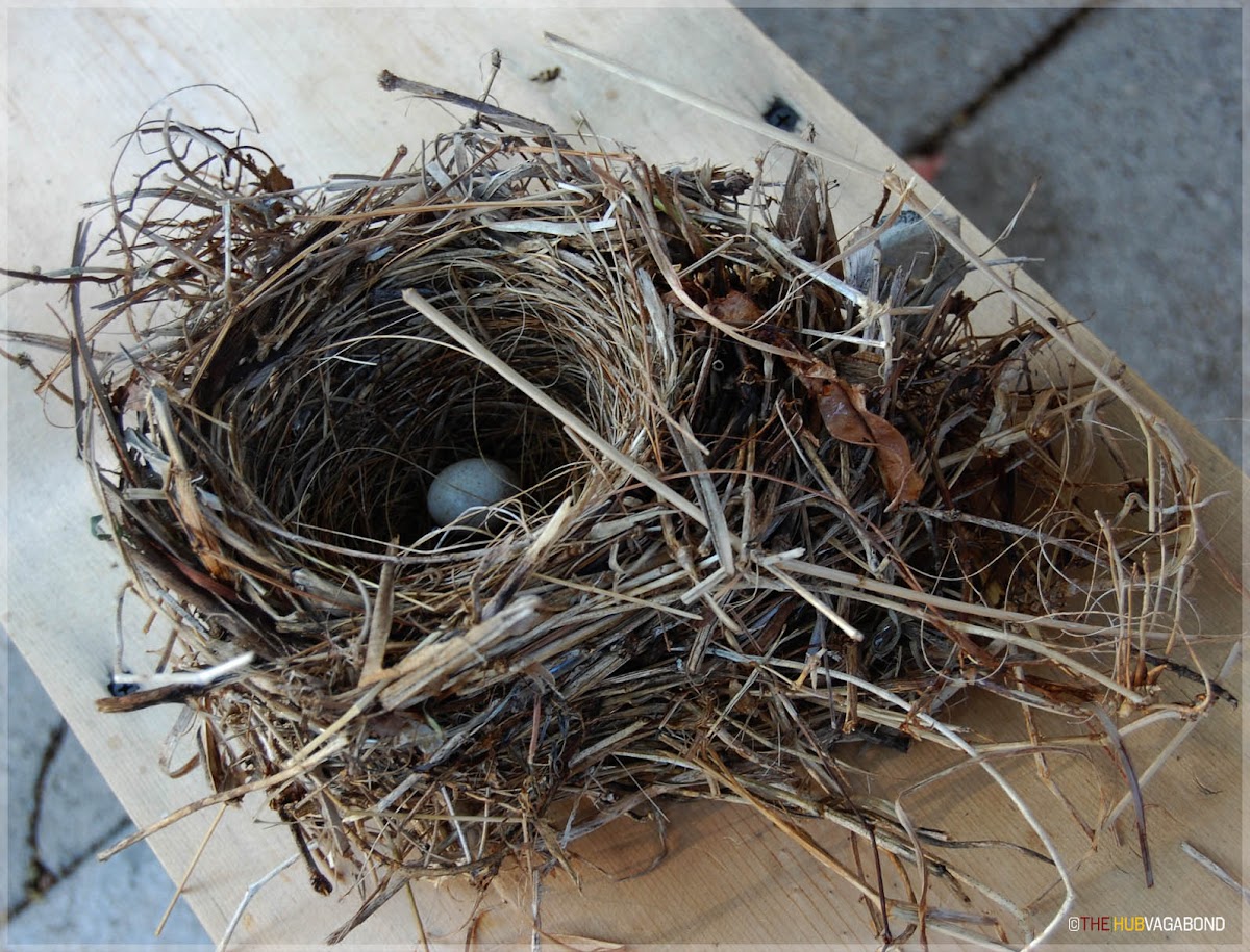 Nest with egg