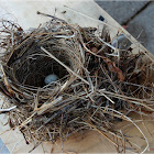 Nest with egg