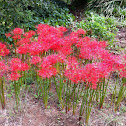 Red Spider Lily, 석산