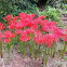 Red Spider Lily, 석산