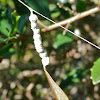 Trashline orb-weaver web