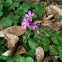 Pink Wood Sorrel