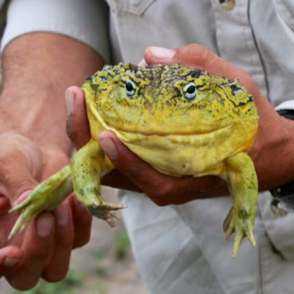 African Bullfrog Project Noah