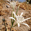 sea daffodil