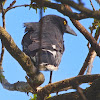 Grey Currawong