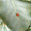 Asian multicolored ladybug (pupa)