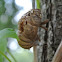 Dog-day Cicada (skin molt)