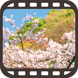 Sakura Movie in Japan logo