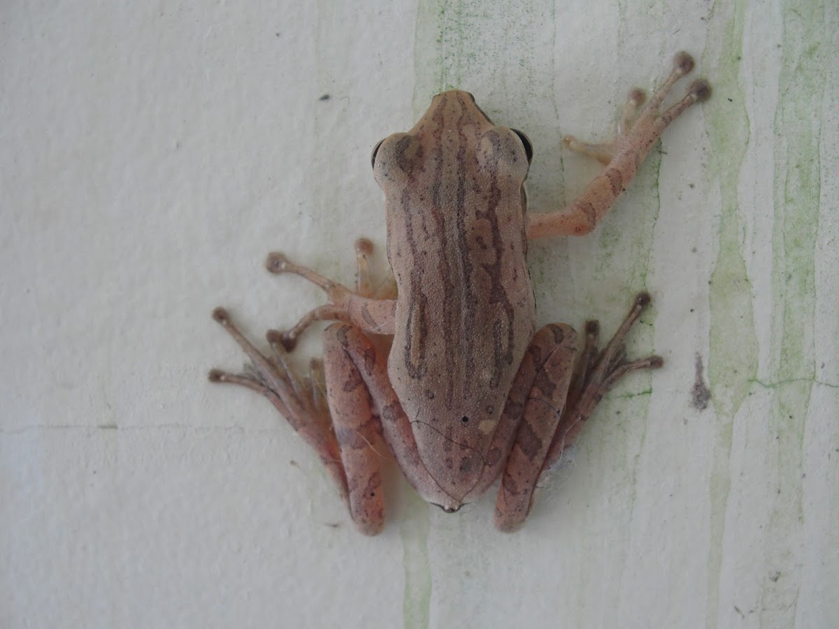 Rhacophorus Tree Frog