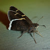 Chisos Banded Skipper