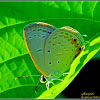 Oriental Gram Blue Butterfly (Male)