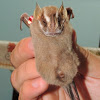 Recife Broad-Nosed Bat