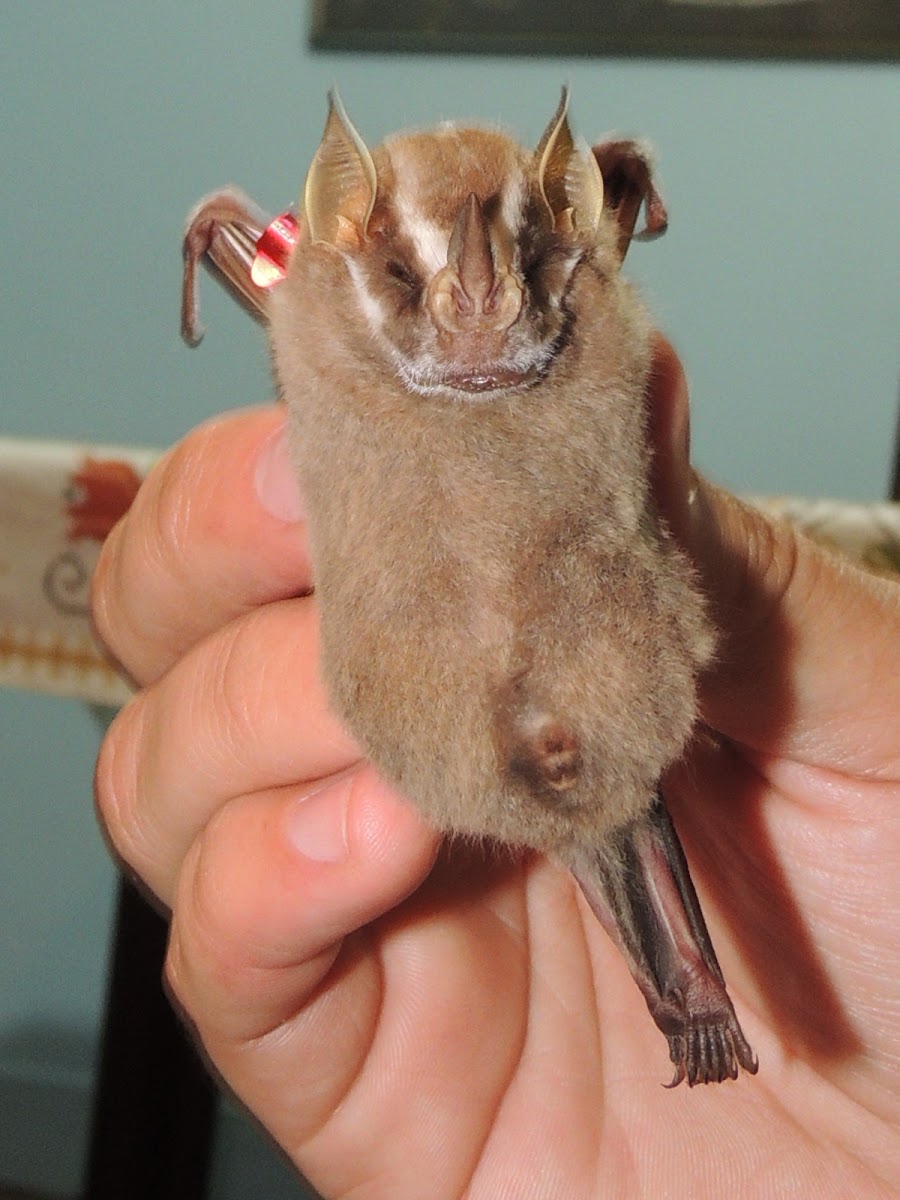Recife Broad-Nosed Bat