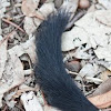 Brush-tailed Phascogale