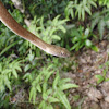 茶斑蛇（Mock viper）