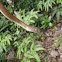 茶斑蛇（Mock viper）