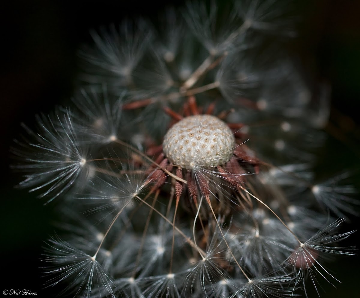 Dandelion