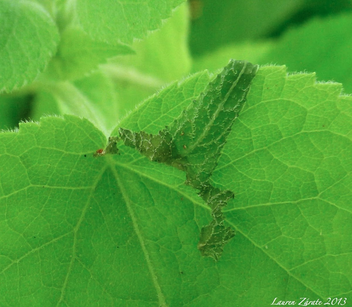 Insect Mimic Leaf