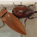 Rhinoceros Beetle and Giant Click Beetle(s)