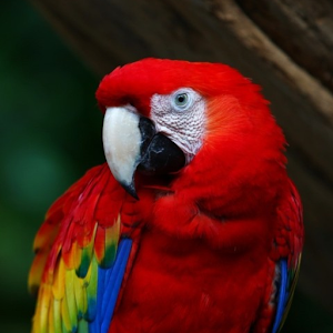 Parrot HD LWP Full.apk 1.0