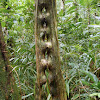Cipó-escada-de-macaco (Monkey's stair liana)