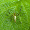 Nursery web spider