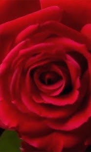 How to mod Rose Live wallpaper 2.0 apk for android