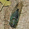 Linne's annual cicada