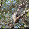 Vervet Monkey